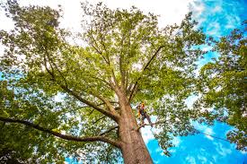 Best Storm Damage Tree Cleanup  in Liberty Lake, WA