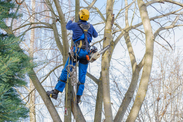 Best Hazardous Tree Removal  in Liberty Lake, WA