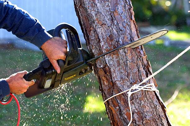 Best Palm Tree Trimming  in Liberty Lake, WA