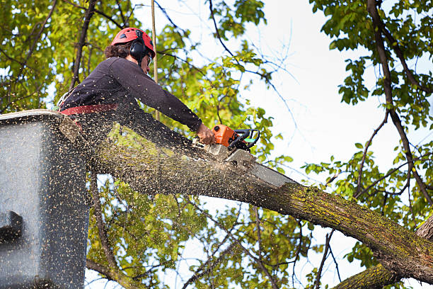 Best Commercial Tree Services  in Liberty Lake, WA