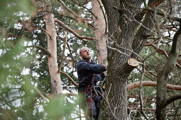 Best Tree Preservation Services  in Liberty Lake, WA