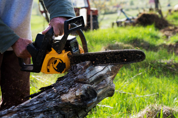 Reliable Liberty Lake, WA Tree Care Solutions