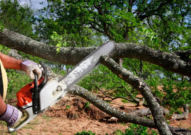 Best Tree Risk Assessment  in Liberty Lake, WA